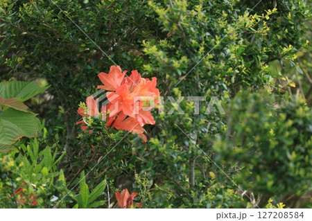 開花した赤いレンゲツツジの花 127208584