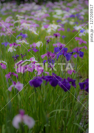 初夏の本土寺に咲いた色とりどりの花菖蒲 127208917