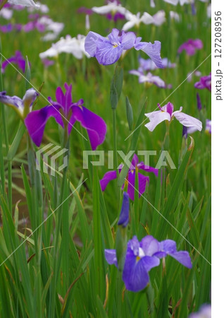 初夏の本土寺に咲いた花菖蒲 初夏の本土寺に咲いた花菖蒲 127208956