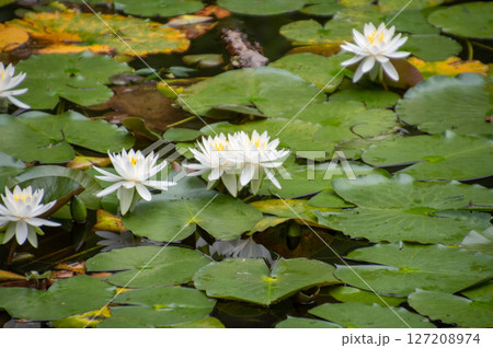 初夏の本土寺の池に咲く白い睡蓮の花 初夏の本土寺の池に咲く白い睡蓮の花 127208974