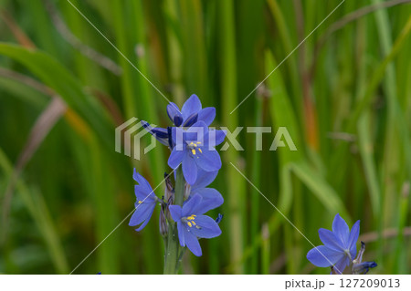 水田に咲く紫色の綺麗な花 127209013