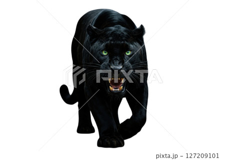 Powerful Black Panther with Green Eyes Isolated on Transparent Background Powerful Black Panther with Green Eyes Isolated on Transparent Background 127209101