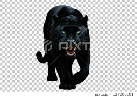 Powerful Black Panther with Green Eyes Isolated on Transparent Background Powerful Black Panther with Green Eyes Isolated on Transparent Background 127209101