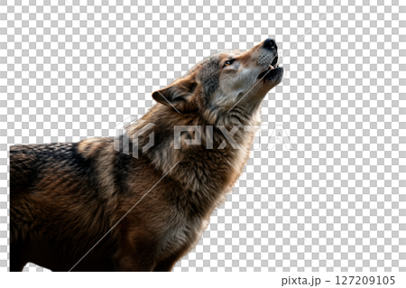 Gray wolf howling with head tilted back isolated on transparent background 127209105