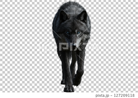 Black wolf with blue eyes walking forward isolated on transparent 127209118