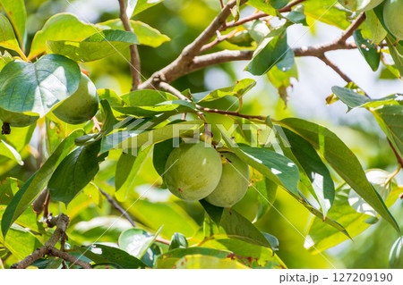 緑色の実をつけた柿の木 127209190