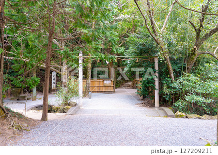 島根県松江市 八重垣神社 鏡の池の恋占い 島根県松江市 八重垣神社 鏡の池の恋占い 127209211