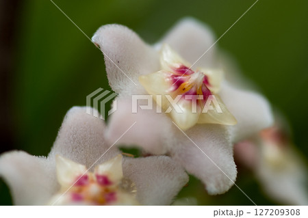 満開のサクラランのクローズアップ 127209308