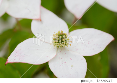 満開の白いヤマボウシの花 満開の白いヤマボウシの花 127209311