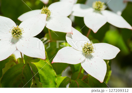 満開の白いヤマボウシの花 127209312