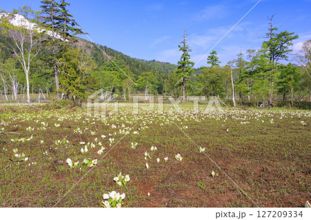 初夏の尾瀬　新緑と満開の水芭蕉　山ノ鼻〜竜宮 127209334