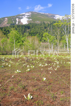 初夏の尾瀬 新緑と満開の水芭蕉 山ノ鼻〜竜宮 初夏の尾瀬 新緑と満開の水芭蕉 山ノ鼻〜竜宮 127209336