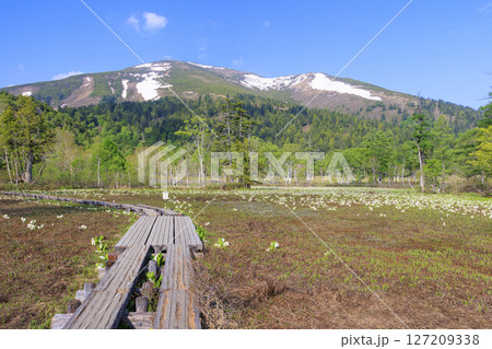 初夏の尾瀬　新緑と満開の水芭蕉　山ノ鼻〜竜宮 127209338