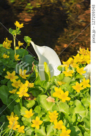 初夏の尾瀬 新緑と満開の水芭蕉 山ノ鼻〜竜宮 初夏の尾瀬 新緑と満開の水芭蕉 山ノ鼻〜竜宮 127209348