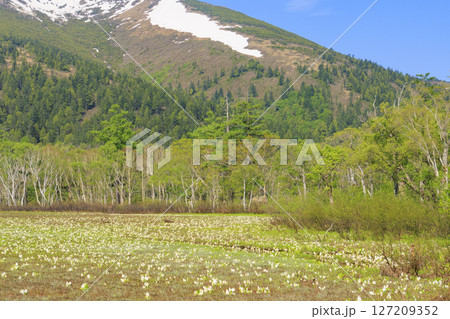 初夏の尾瀬　新緑と満開の水芭蕉　山ノ鼻〜竜宮 127209352