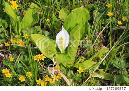 初夏の尾瀬　新緑と満開の水芭蕉　山ノ鼻〜竜宮 127209357