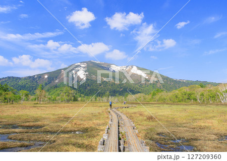 初夏の尾瀬　新緑と満開の水芭蕉　山ノ鼻〜竜宮 127209360