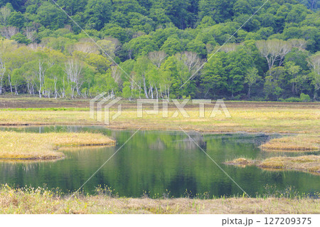 初夏の尾瀬　新緑と満開の水芭蕉　山ノ鼻〜竜宮 127209375