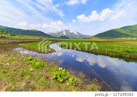 初夏の尾瀬　新緑と満開の水芭蕉　山ノ鼻〜竜宮 127209383