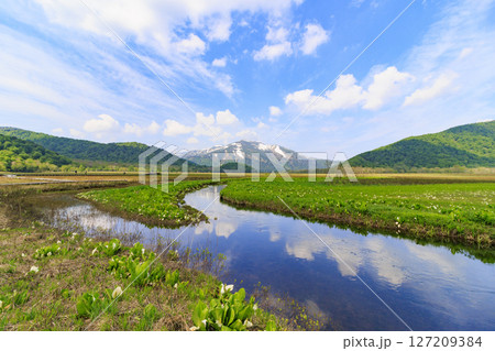 初夏の尾瀬　新緑と満開の水芭蕉　山ノ鼻〜竜宮 127209384