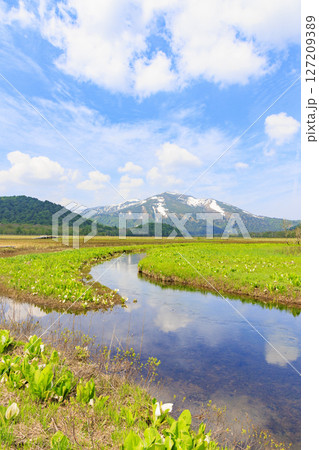 初夏の尾瀬　新緑と満開の水芭蕉　山ノ鼻〜竜宮 127209389