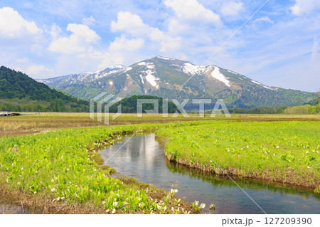 初夏の尾瀬 新緑と満開の水芭蕉 山ノ鼻〜竜宮 初夏の尾瀬 新緑と満開の水芭蕉 山ノ鼻〜竜宮 127209390