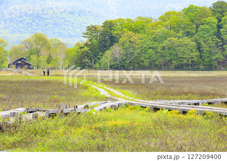 初夏の尾瀬 新緑と満開の水芭蕉 山ノ鼻〜竜宮 初夏の尾瀬 新緑と満開の水芭蕉 山ノ鼻〜竜宮 127209400