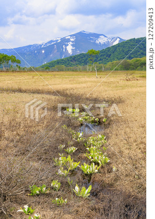 初夏の尾瀬 新緑と満開の水芭蕉 山ノ鼻〜竜宮 初夏の尾瀬 新緑と満開の水芭蕉 山ノ鼻〜竜宮 127209413