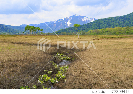 初夏の尾瀬　新緑と満開の水芭蕉　山ノ鼻〜竜宮 127209415