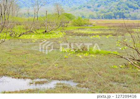 初夏の尾瀬　新緑と満開の水芭蕉　山ノ鼻〜竜宮 127209416