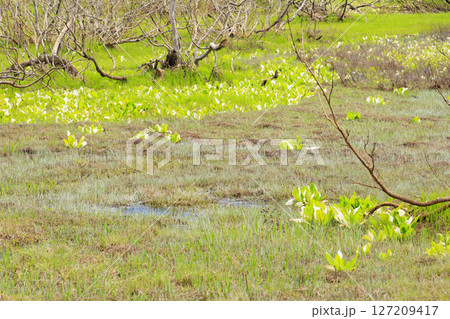 初夏の尾瀬　新緑と満開の水芭蕉　山ノ鼻〜竜宮 127209417