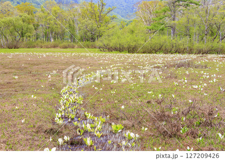 初夏の尾瀬　新緑と満開の水芭蕉　山ノ鼻〜竜宮 127209426