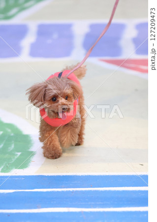 お散歩中のトイ・プードル 127209473