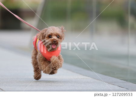 お散歩中のトイ・プードル 127209553