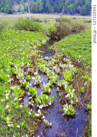 初夏の尾瀬　新緑と満開の水芭蕉　研究見本園 127210341