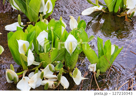 初夏の尾瀬　新緑と満開の水芭蕉　研究見本園 127210343
