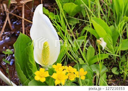 初夏の尾瀬 新緑と満開の水芭蕉 研究見本園 初夏の尾瀬 新緑と満開の水芭蕉 研究見本園 127210353
