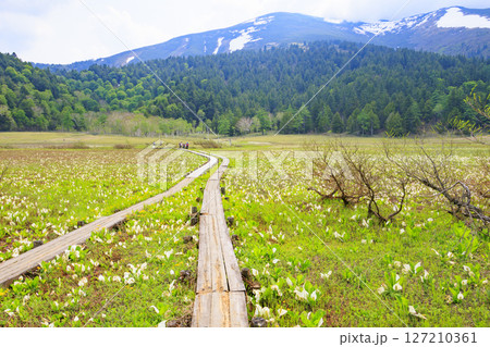 初夏の尾瀬　新緑と満開の水芭蕉　研究見本園 127210361