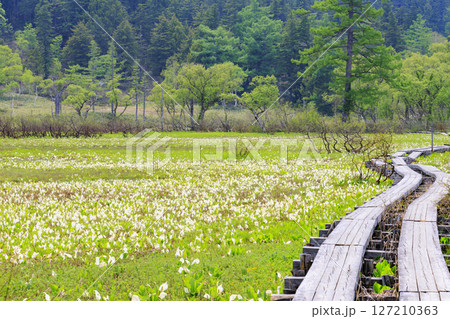 初夏の尾瀬　新緑と満開の水芭蕉　研究見本園 127210363
