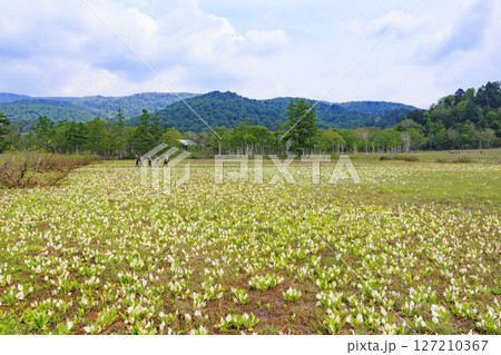 初夏の尾瀬　新緑と満開の水芭蕉　研究見本園 127210367