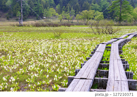 初夏の尾瀬 新緑と満開の水芭蕉 研究見本園 初夏の尾瀬 新緑と満開の水芭蕉 研究見本園 127210371