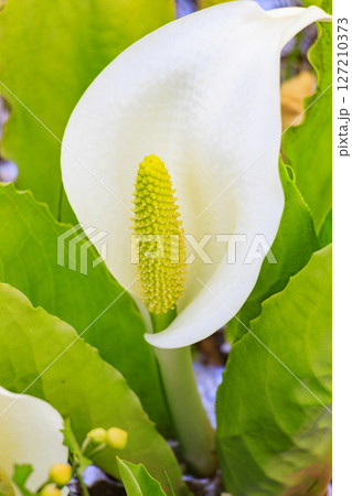 初夏の尾瀬　新緑と満開の水芭蕉　研究見本園 127210373