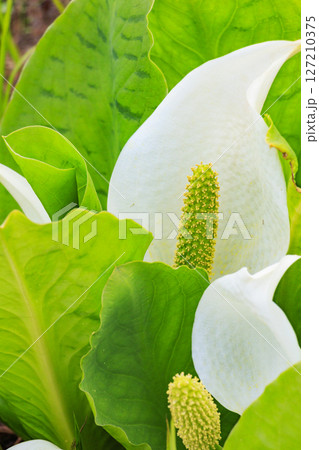初夏の尾瀬　新緑と満開の水芭蕉　研究見本園 127210375