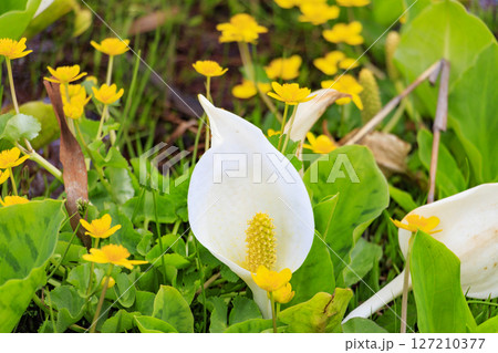 初夏の尾瀬　新緑と満開の水芭蕉　研究見本園 127210377