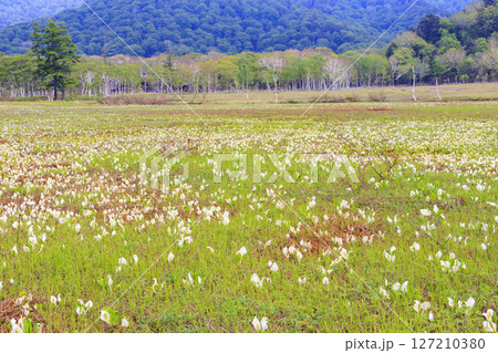 初夏の尾瀬　新緑と満開の水芭蕉　研究見本園 127210380