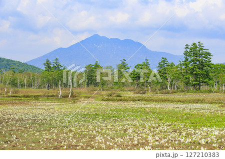 初夏の尾瀬　新緑と満開の水芭蕉　研究見本園 127210383