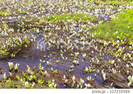 初夏の尾瀬　新緑と満開の水芭蕉　研究見本園 127210389