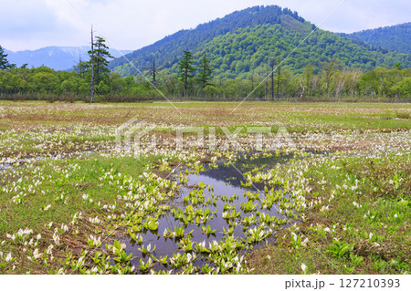初夏の尾瀬 新緑と満開の水芭蕉 研究見本園 初夏の尾瀬 新緑と満開の水芭蕉 研究見本園 127210393