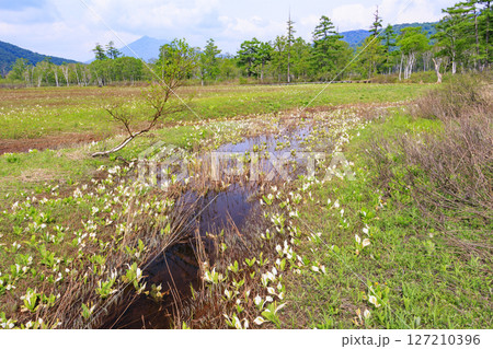 初夏の尾瀬　新緑と満開の水芭蕉　研究見本園 127210396