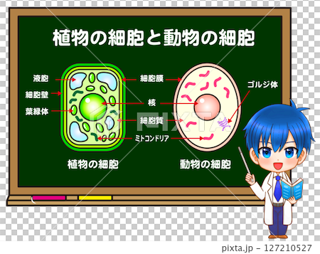 植物細胞と動物細胞の授業をするちびキャラのイラスト素材 127210527